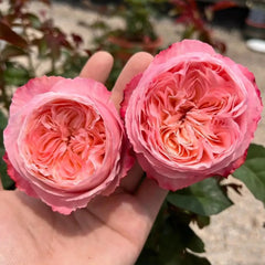 Tamaki Misora Rose Plant