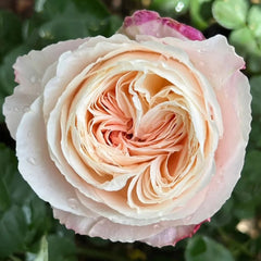 Tamaki Misora Rose Plant