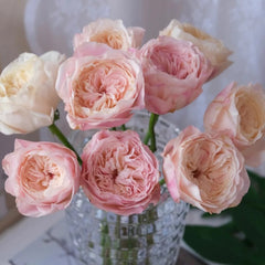 Tamaki Misora Rose Plant