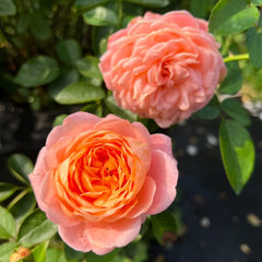 Tangerine Rose Plant｜橘子