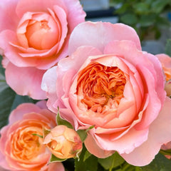 Tangerine Rose Plant