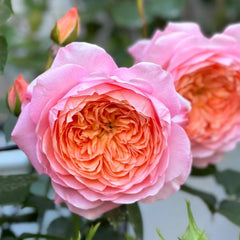 Tangerine Rose Plant