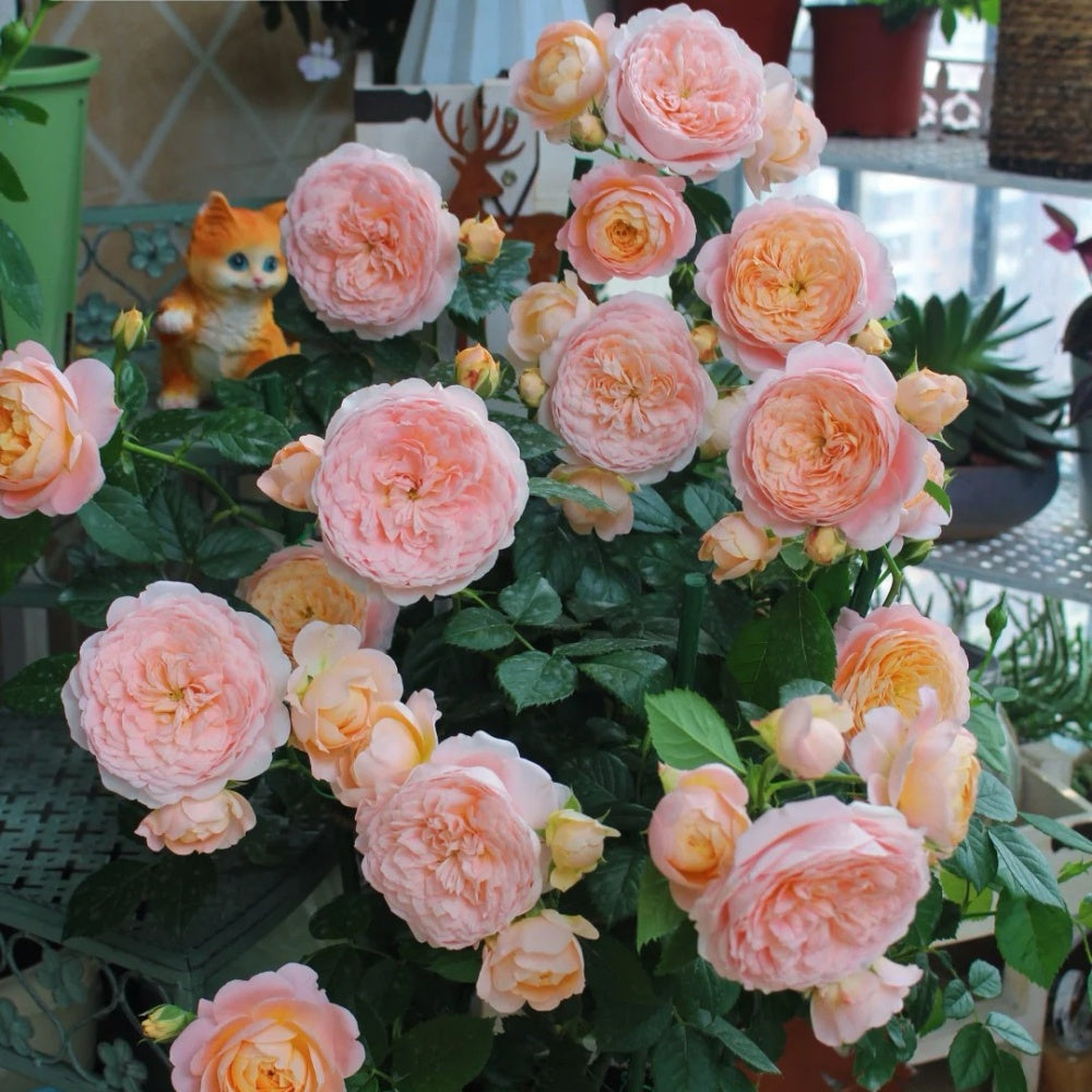 Tandrow Roses Tangerine Rose Plant|橘子 – Rose_Explosion