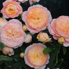 Tangerine Rose Plant