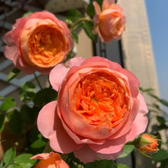 Tangerine Rose Plant