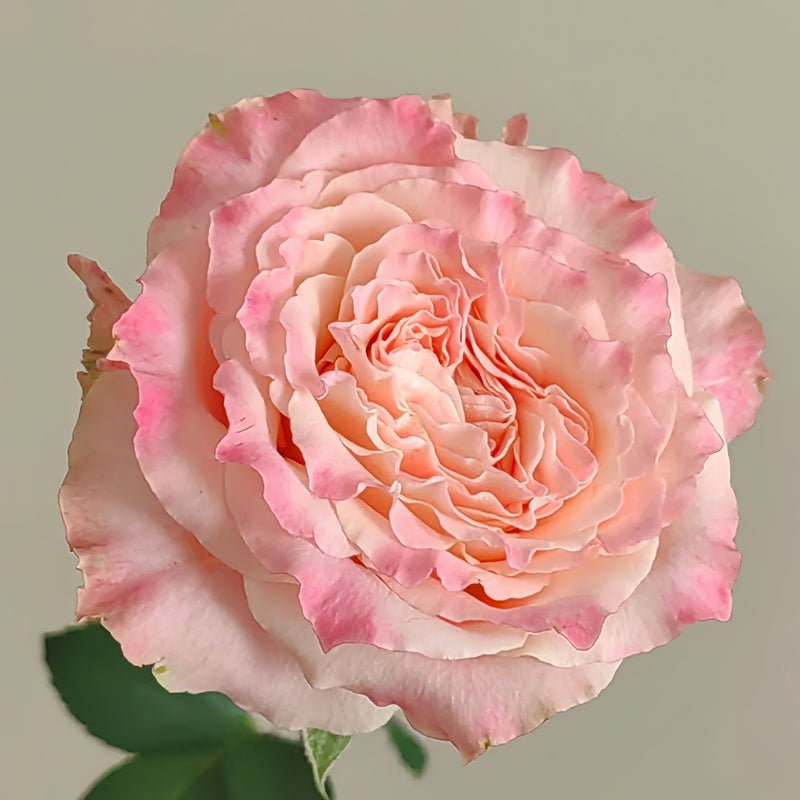 Taolesi Rose Plant