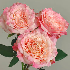 Taolesi Rose Plant