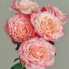 Taolesi Rose Plant