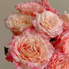 Taolesi Rose Plant