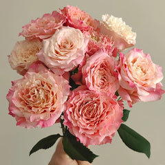 Taolesi Rose Plant