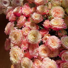 Taolesi Rose Plant