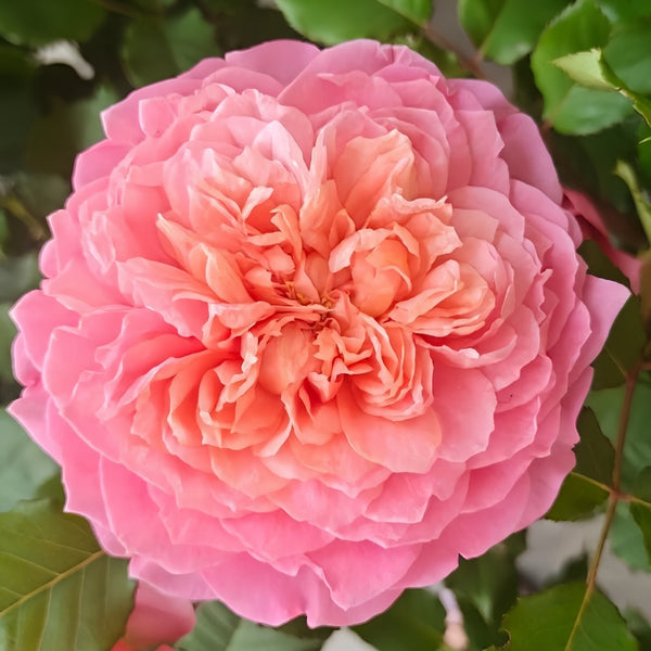 Taoran‌ Rose Plant|桃染 – Rose_Explosion