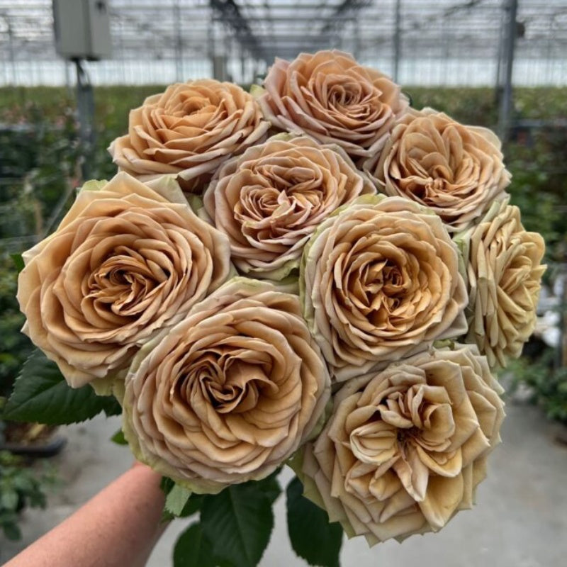 Tandrow Roses Teddy's Rose Plant|泰迪熊 – Rose_Explosion