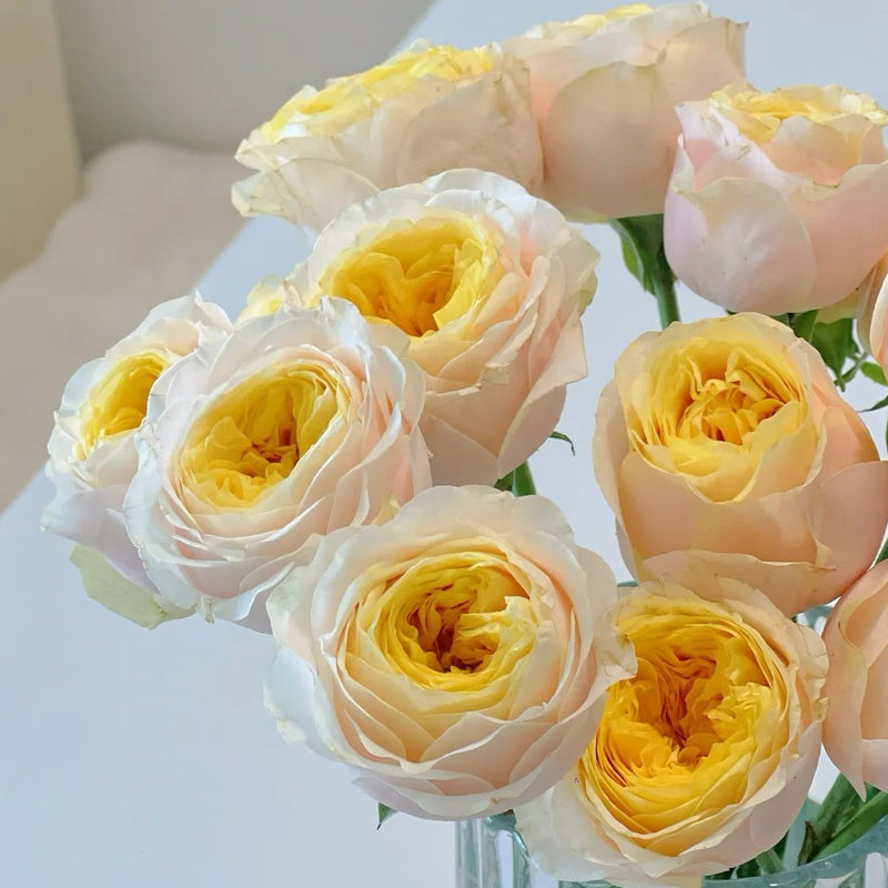 Teressa Rose