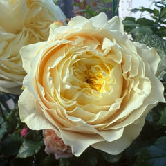 Teressa Rose