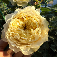 Teressa Rose