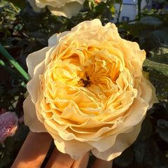 Teressa Rose