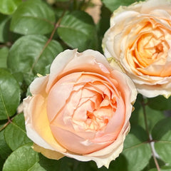 Teressa Rose