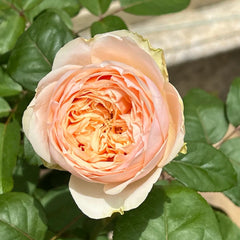 Teressa Rose