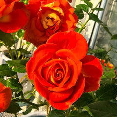 Terrazza Pisce Rose Plant