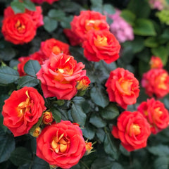 Terrazza Pisce Rose Plant