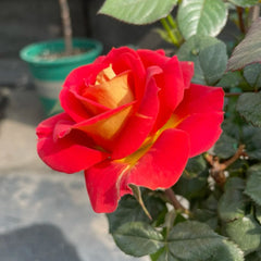 Terrazza Pisce Rose Plant