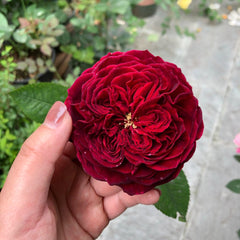 Tess Rose Plant - Elegant Floribunda Austin Roses for Your Garden