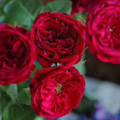 Tess Rose Plant - Elegant Floribunda Austin Roses for Your Garden