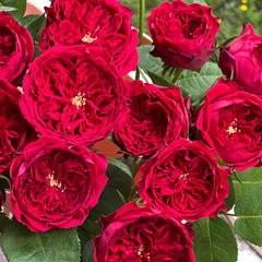 Tess Rose Plant