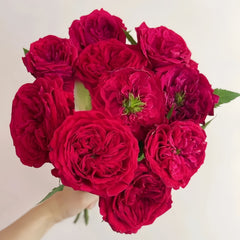 Tess Rose Plant