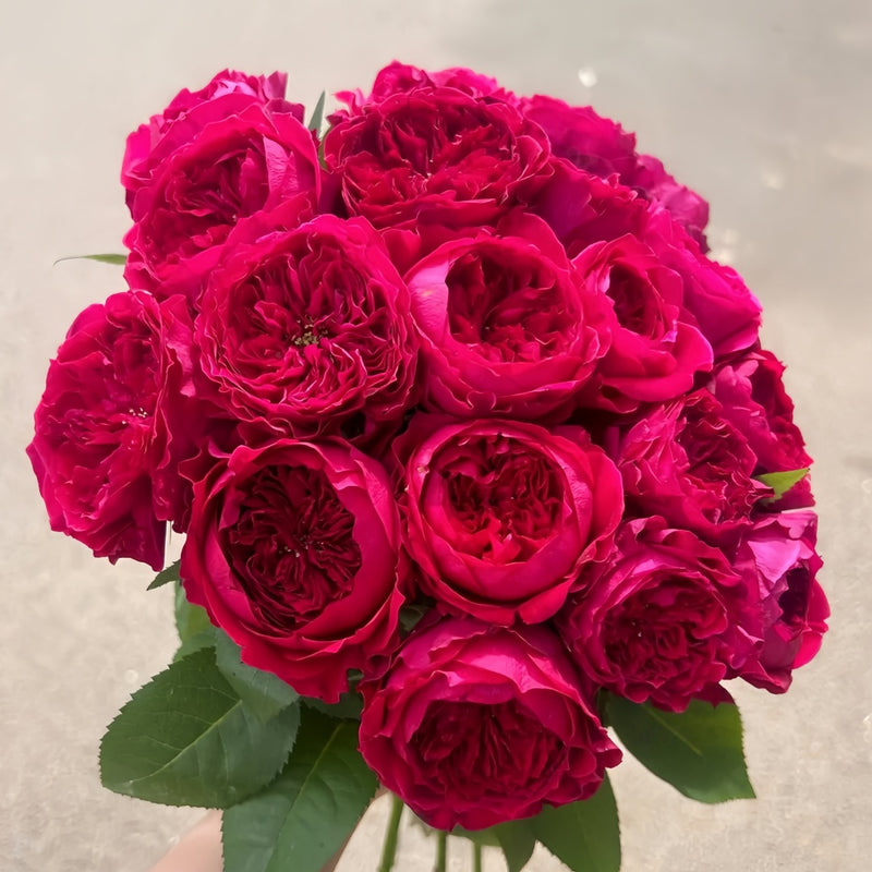 Tess Rose Plant