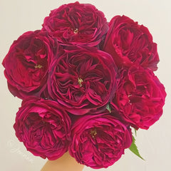 Tess Rose Plant