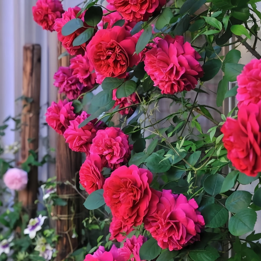 Tervis Roses Tess of the d'Urbervilles Rose Plant|德伯家的苔丝 – Rose_Explosion