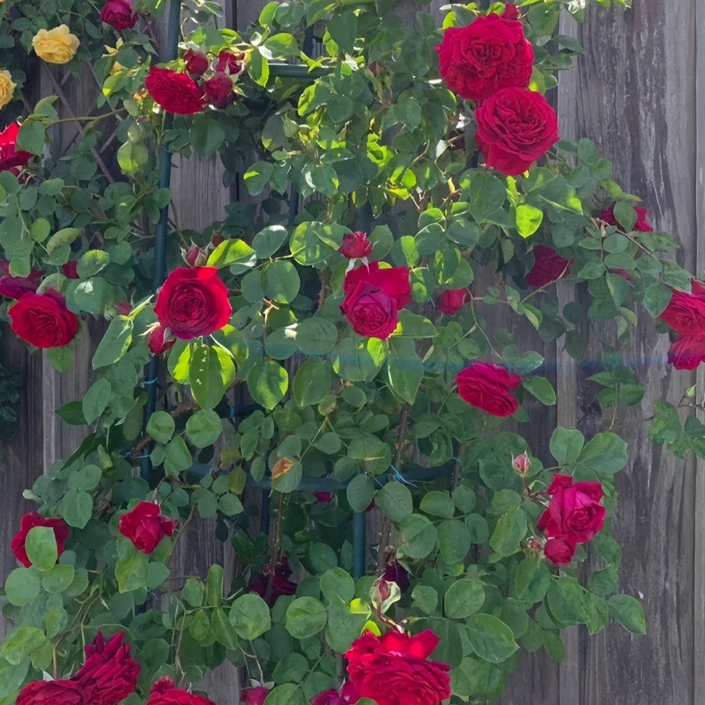 Tervis Roses Tess of the d'Urbervilles Rose Plant|德伯家的苔丝 – Rose_Explosion