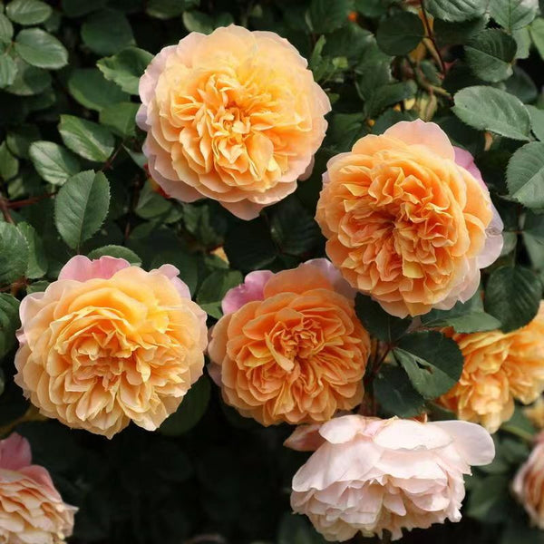The Impressionist Rose Plant｜印象派 – Rose_Explosion