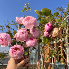 The Albrighton Rambler Rose Plant|奥尔布莱顿