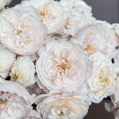 The Albrighton Rambler Rose Plant|奥尔布莱顿