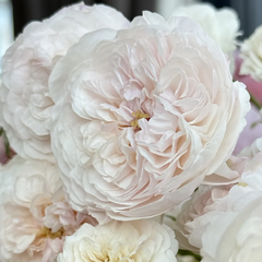The Albrighton Rambler Rose Plant|奥尔布莱顿