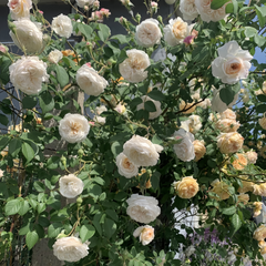 The Albrighton Rambler Rose Plant|奥尔布莱顿