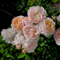 The Lady Gardener Rose Plant|园丁夫人
