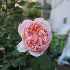 The Lady Gardener Rose Plant|园丁夫人