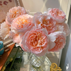 The Lady Gardener Rose Plant|园丁夫人
