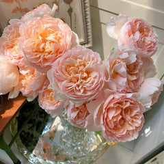 The Lady Gardener Rose Plant|园丁夫人