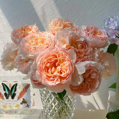 The Lady Gardener Rose Plant|园丁夫人