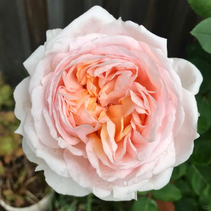 The Lady Gardener Rose Plant|园丁夫人