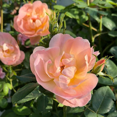 The Lark Ascending Rose Plant|云雀高飞