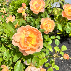 The Lark Ascending Rose Plant|云雀高飞