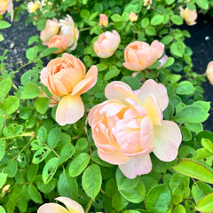 The Lark Ascending Rose Plant|云雀高飞