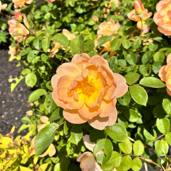 The Lark Ascending Rose Plant|云雀高飞