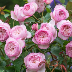  The Mill On The Floss